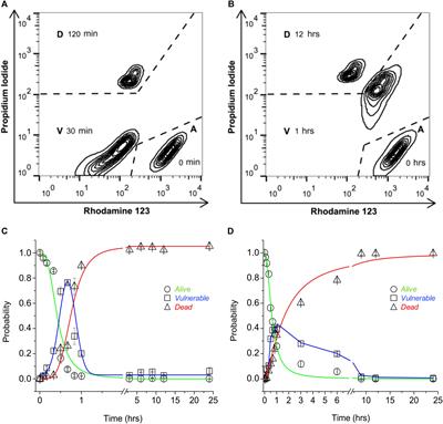Transient Receptor Potential Vanilloid 1 Expression Mediates Capsaicin-Induced Cell Death